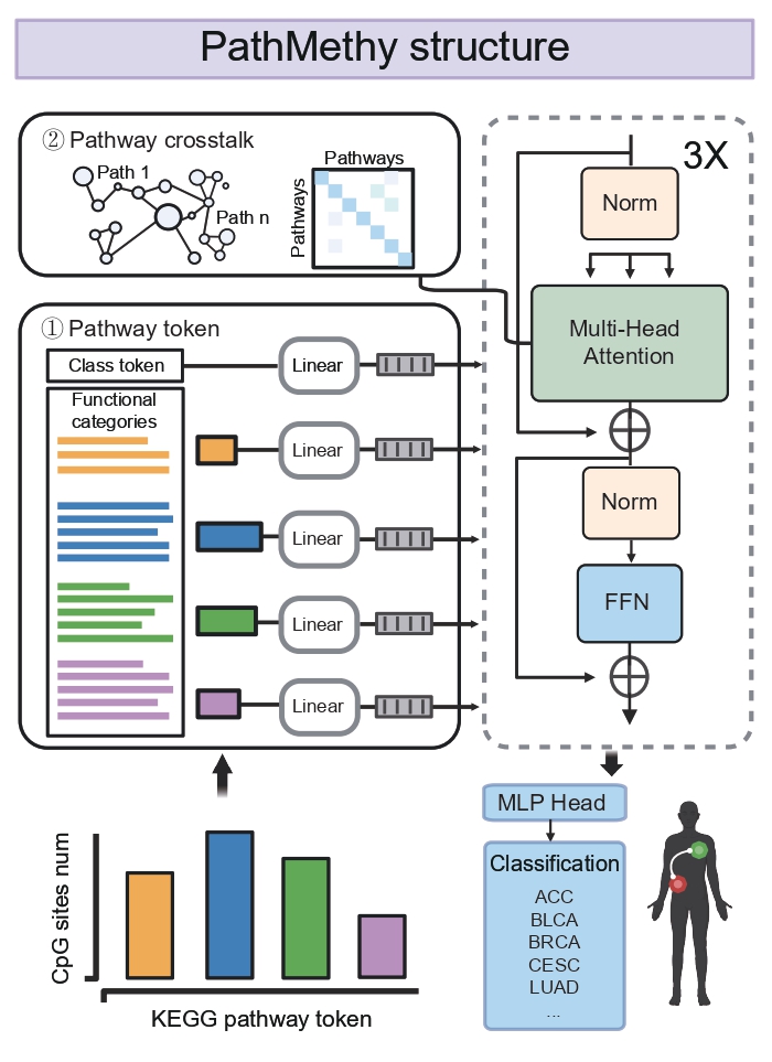 BPformer - Identify the Primary Site of Cancer